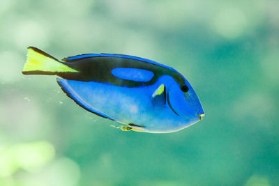 Blue tang fish in water