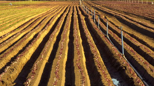 Scenic view of agricultural field