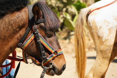 Close-up of a horse