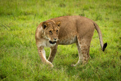 Lioness stands raising paw to turn round