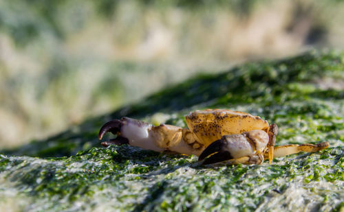 Close-up of crab on rock