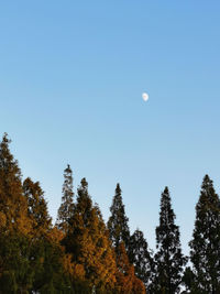 Low angle view of trees against clear blue sky