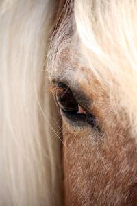 Close-up of a horse