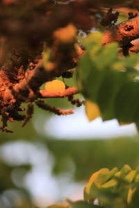 Close-up of yellow flowering plant