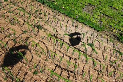 High angle view of a shadow of a tree