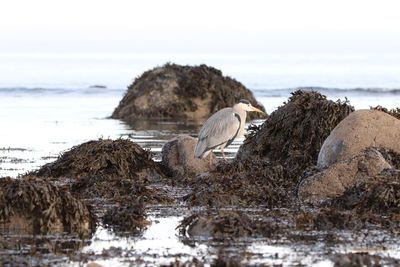 Heron searching for food