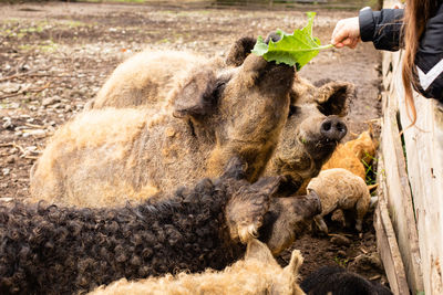 Side view of sheep on landscape