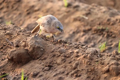 Close-up of bird perching on rock