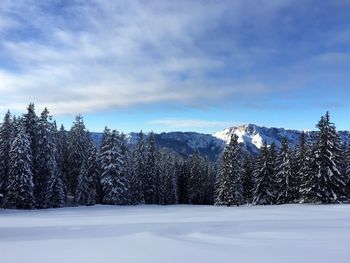 Snow covered pine trees in forest against sky