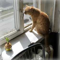 Cat sitting on window sill