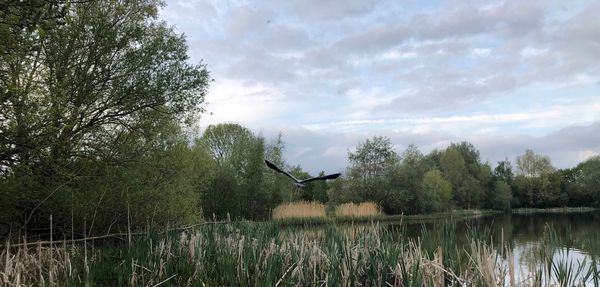 View of birds flying over water against sky