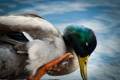 Close-up of duck swimming in lake