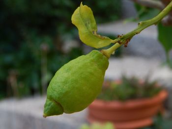 Close-up of fresh green plant
