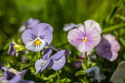 Close-up of purple flowering plant