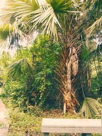 Close-up of palm tree