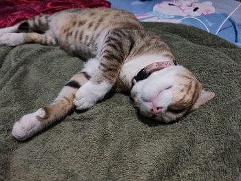 Close-up of cat sleeping on bed