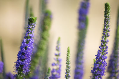 Close-up of purple flowers blooming outdoors