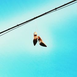 Low angle view of bird against clear sky