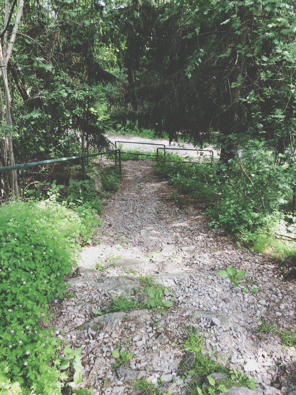 tree, the way forward, growth, plant, footpath, green color, nature, forest, tranquility, walkway, steps, pathway, tranquil scene, park - man made space, sunlight, day, outdoors, beauty in nature, diminishing perspective, railing