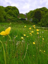 Yellow flowers growing on grassy field