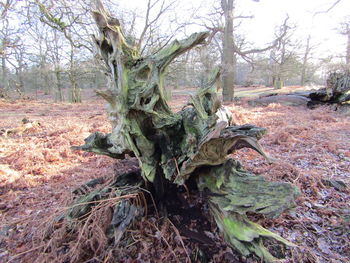 Close-up of cactus on tree trunk in field