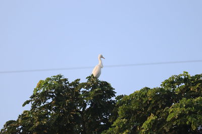 Low angle view of bird perching on cable against sky