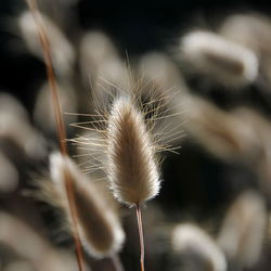 Close-up of dandelion against blurred background