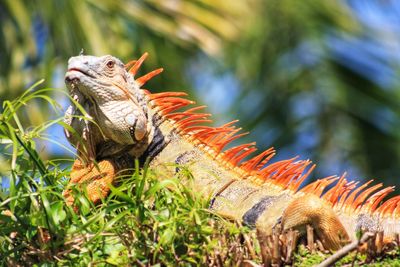 Close-up of a lizard