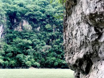 Close-up of trees in forest