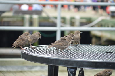 Birds perching on table