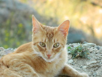 Portrait of ginger cat on rock