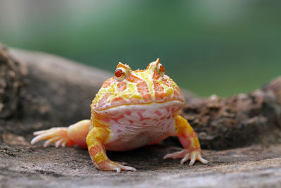 Close-up of lizard on rock