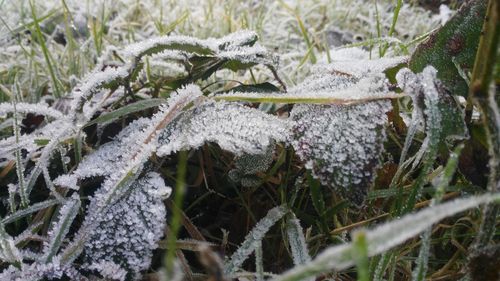 Close-up of frozen grass on field