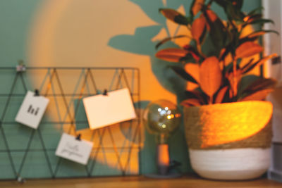 Close-up of potted plant on table