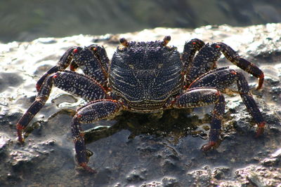 Close-up of rock crab