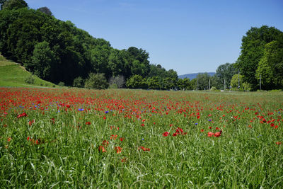 Red poppy flowers on field against sky