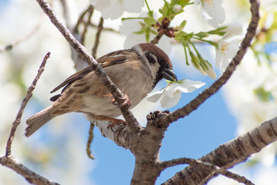 Low angle view of bird perching on branch