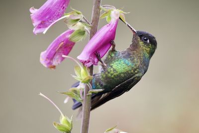 Close-up of bird perching on flower