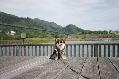 Chihuahua sitting on pier by bridge over river against sky
