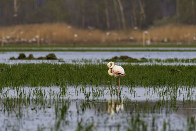 View of duck in lake