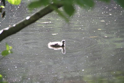 Swan swimming in lake
