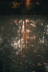 High angle view of trees by lake in forest