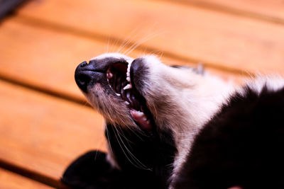 Close-up of a dog