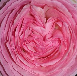 Close-up of pink rose