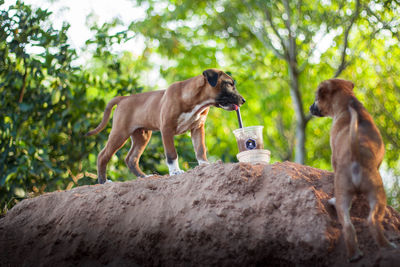 Two dogs on rock against trees