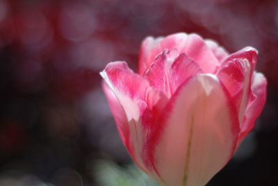 Close-up of pink rose