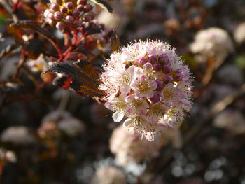 Close-up of pink cherry blossom