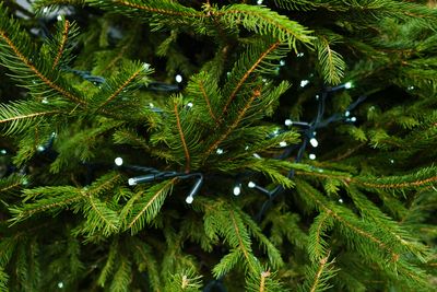 Low angle view of pine tree