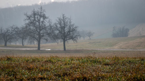 Trees on field against sky