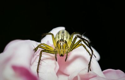 Close-up of insect on yellow flower